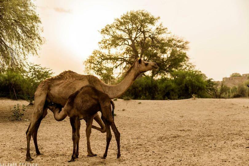 Hotel Deep Mahal Jaisalmer Zewnętrze zdjęcie