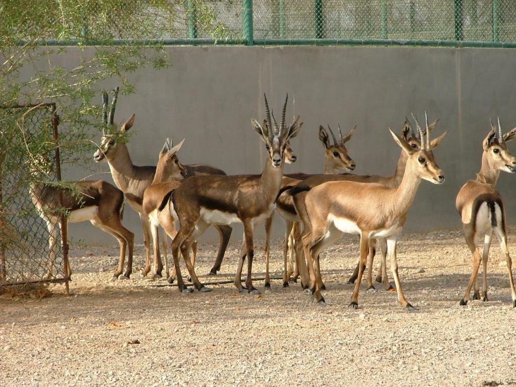Hotel Deep Mahal Jaisalmer Zewnętrze zdjęcie